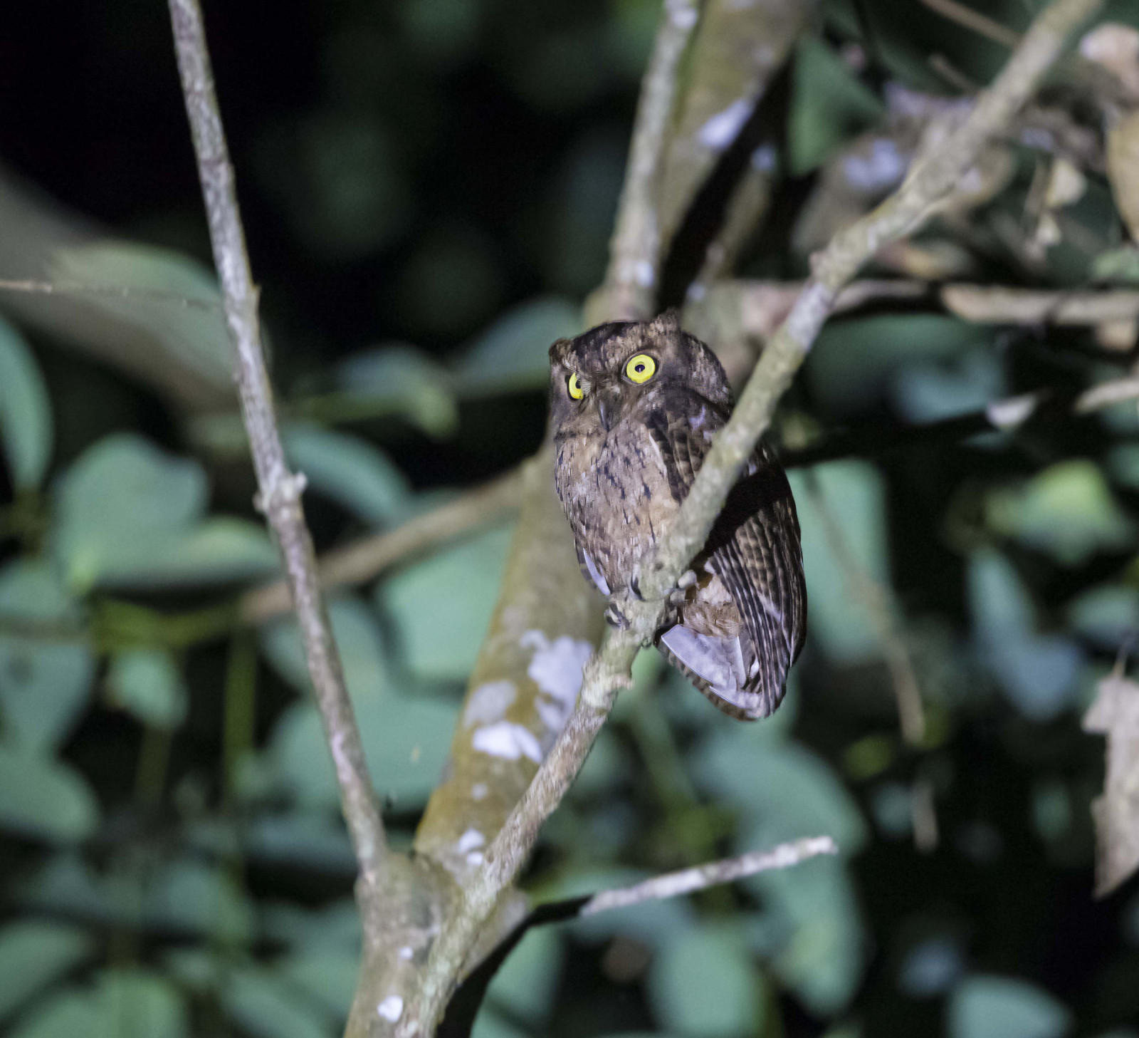 image Seychelles Scops-Owl
